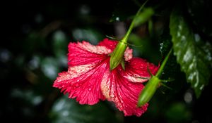 Preview wallpaper hibiscus, flower, petals, drops, moisture, red