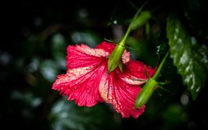 Preview wallpaper hibiscus, flower, petals, drops, moisture, red