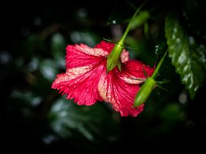 Preview wallpaper hibiscus, flower, petals, drops, moisture, red