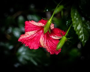 Preview wallpaper hibiscus, flower, petals, drops, moisture, red