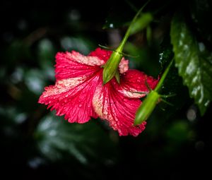 Preview wallpaper hibiscus, flower, petals, drops, moisture, red