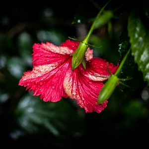 Preview wallpaper hibiscus, flower, petals, drops, moisture, red