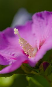 Preview wallpaper hibiscus, flower, petals, pollen, purple, macro