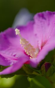 Preview wallpaper hibiscus, flower, petals, pollen, purple, macro
