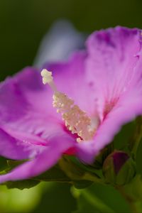 Preview wallpaper hibiscus, flower, petals, pollen, purple, macro
