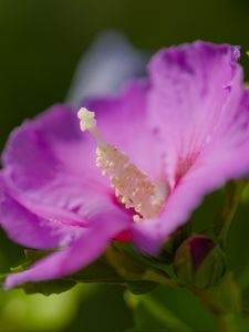 Preview wallpaper hibiscus, flower, petals, pollen, purple, macro
