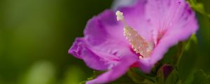 Preview wallpaper hibiscus, flower, petals, pollen, purple, macro