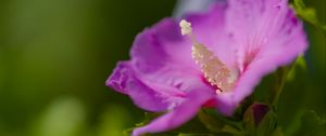 Preview wallpaper hibiscus, flower, petals, pollen, purple, macro