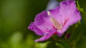 Preview wallpaper hibiscus, flower, petals, pollen, purple, macro