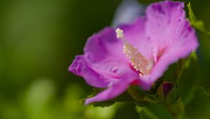 Preview wallpaper hibiscus, flower, petals, pollen, purple, macro