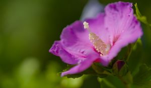 Preview wallpaper hibiscus, flower, petals, pollen, purple, macro
