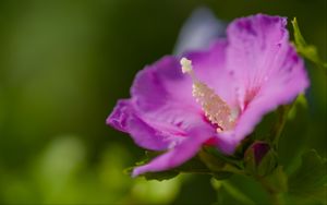 Preview wallpaper hibiscus, flower, petals, pollen, purple, macro