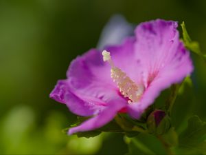 Preview wallpaper hibiscus, flower, petals, pollen, purple, macro