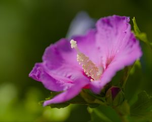 Preview wallpaper hibiscus, flower, petals, pollen, purple, macro