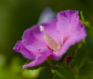 Preview wallpaper hibiscus, flower, petals, pollen, purple, macro