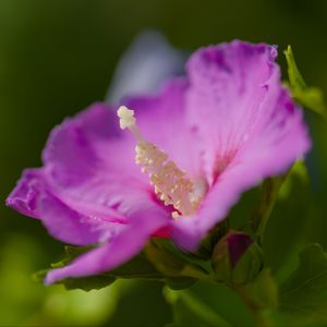 Preview wallpaper hibiscus, flower, petals, pollen, purple, macro