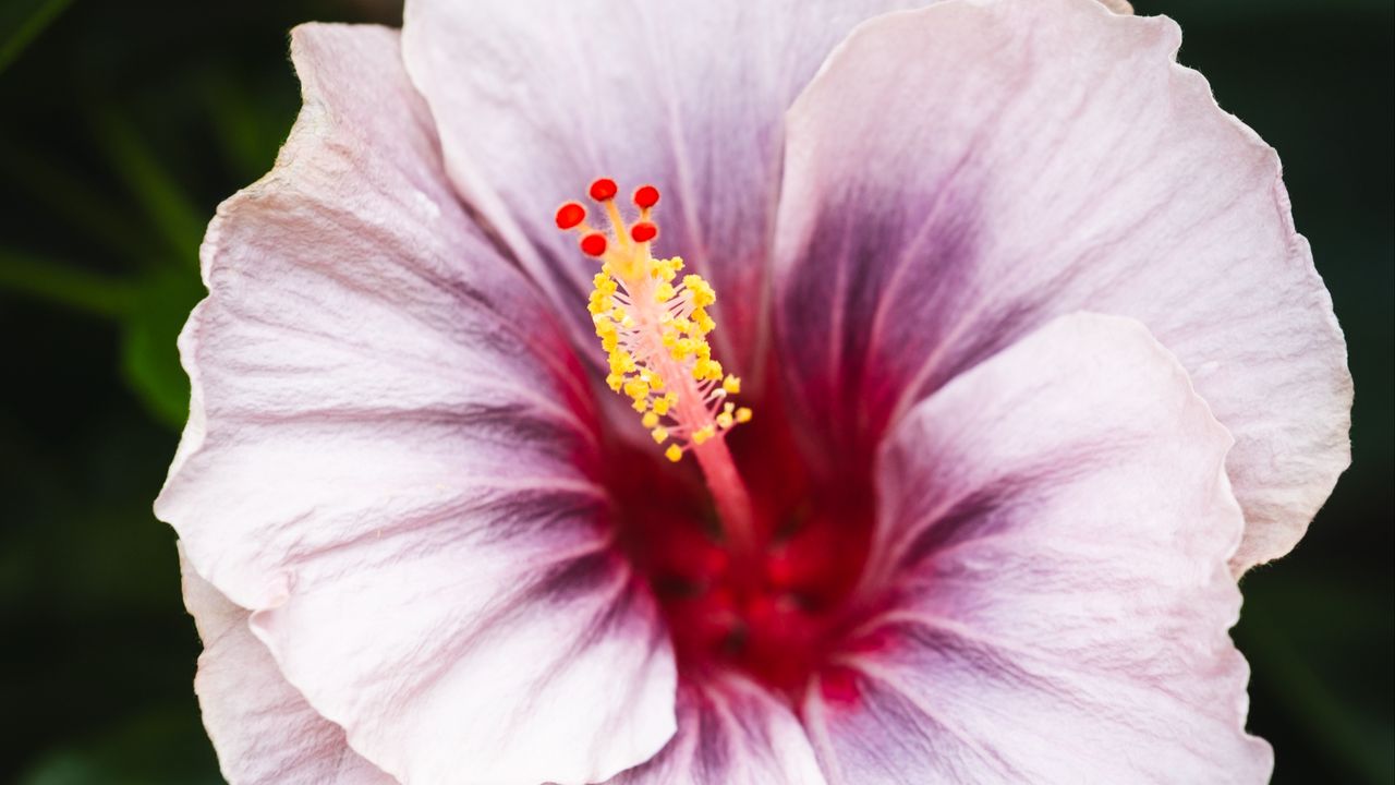Wallpaper hibiscus, flower, petals, white, red, macro