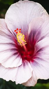 Preview wallpaper hibiscus, flower, petals, white, red, macro
