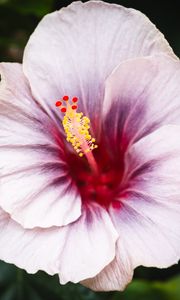 Preview wallpaper hibiscus, flower, petals, white, red, macro