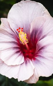 Preview wallpaper hibiscus, flower, petals, white, red, macro