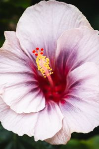 Preview wallpaper hibiscus, flower, petals, white, red, macro