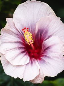 Preview wallpaper hibiscus, flower, petals, white, red, macro