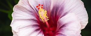 Preview wallpaper hibiscus, flower, petals, white, red, macro