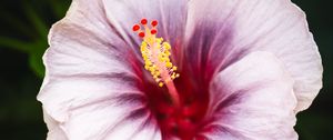 Preview wallpaper hibiscus, flower, petals, white, red, macro