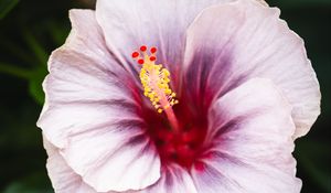 Preview wallpaper hibiscus, flower, petals, white, red, macro