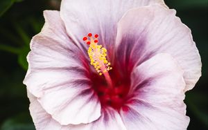 Preview wallpaper hibiscus, flower, petals, white, red, macro