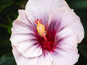 Preview wallpaper hibiscus, flower, petals, white, red, macro