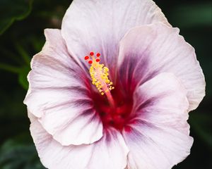 Preview wallpaper hibiscus, flower, petals, white, red, macro