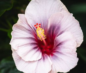 Preview wallpaper hibiscus, flower, petals, white, red, macro
