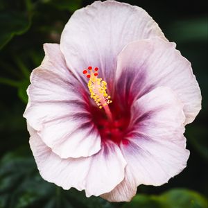 Preview wallpaper hibiscus, flower, petals, white, red, macro