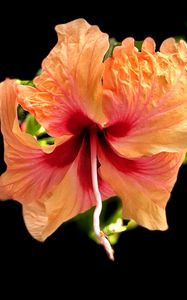 Preview wallpaper hibiscus, flower, petals, macro