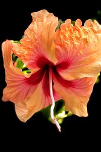 Preview wallpaper hibiscus, flower, petals, macro