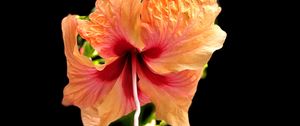 Preview wallpaper hibiscus, flower, petals, macro