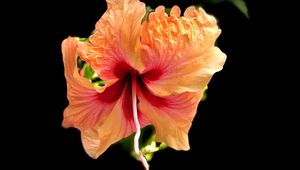 Preview wallpaper hibiscus, flower, petals, macro