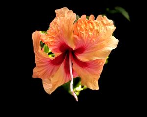 Preview wallpaper hibiscus, flower, petals, macro