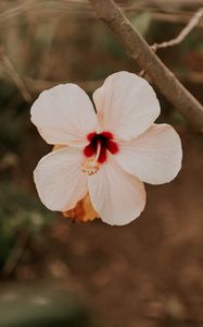 Preview wallpaper hibiscus, flower, pink, plant