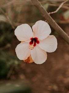 Preview wallpaper hibiscus, flower, pink, plant