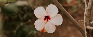 Preview wallpaper hibiscus, flower, pink, plant