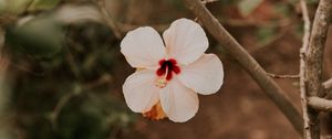 Preview wallpaper hibiscus, flower, pink, plant