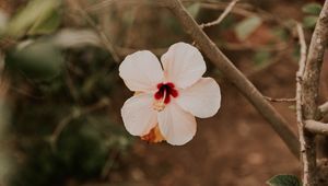 Preview wallpaper hibiscus, flower, pink, plant