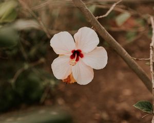 Preview wallpaper hibiscus, flower, pink, plant