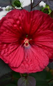 Preview wallpaper hibiscus, flower, pollen, drops, red