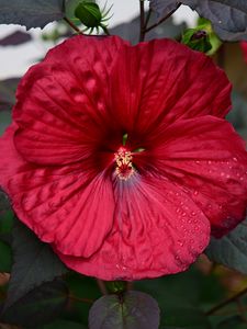 Preview wallpaper hibiscus, flower, pollen, drops, red