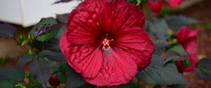 Preview wallpaper hibiscus, flower, pollen, drops, red