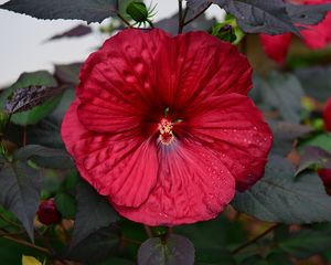 Preview wallpaper hibiscus, flower, pollen, drops, red