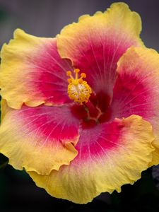 Preview wallpaper hibiscus, flower, pollen, macro, petals